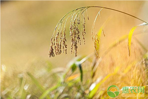 小麦种植课堂：小麦春季管理注意事项