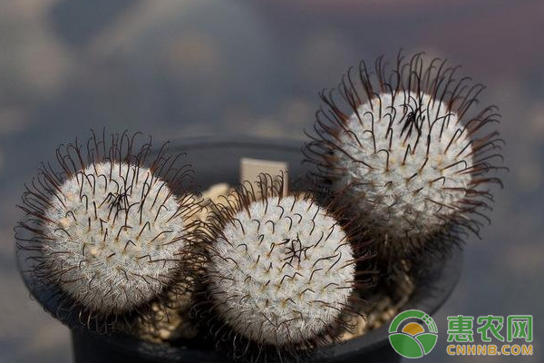 盆栽多肉植物乳突球的繁殖方法及栽培管理要点