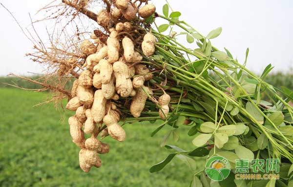 花生怎么种才高产？花生高产种植管理方法