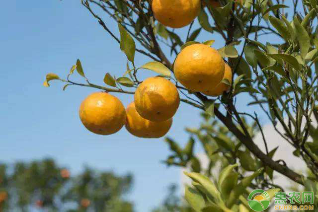 砂糖橘如何促花？砂糖橘促花技术大全