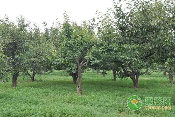 果园需要除草吗？其实果园生草有这些好处……