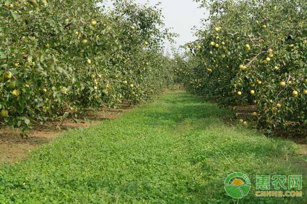 果园需要除草吗？其实果园生草有这些好处……