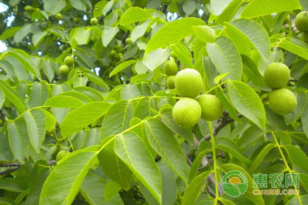 核桃种植周年管理要点