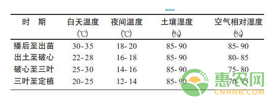 日光温室冬春茬西瓜育苗技术