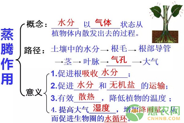 3月份花菜水肥管理要点