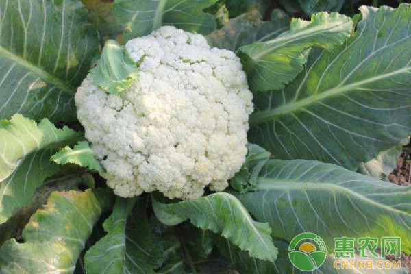 3月份花菜水肥管理要点