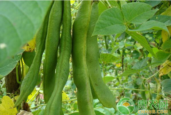 油豆高产种植技术及病虫害防治