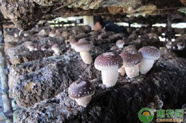 食用菌培育过程中，菌棒发生腐烂的原因及防治措施