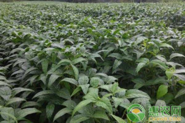 油豆高产种植技术及病虫害防治