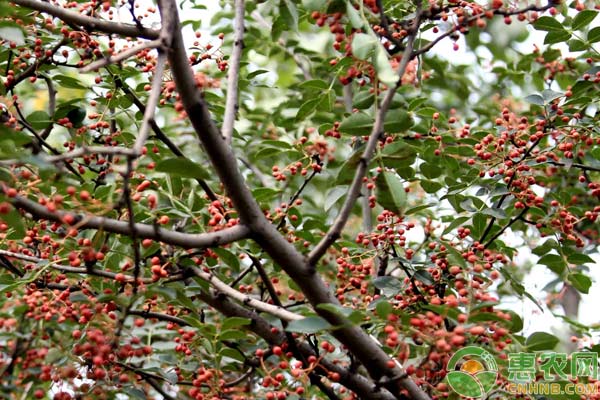 花椒的栽培技术及虫害防治措施