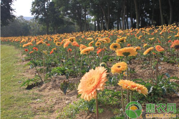 江西地区非洲菊设施大棚栽培管理技术