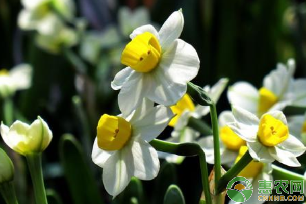 水仙花花蕾干枯解决方法