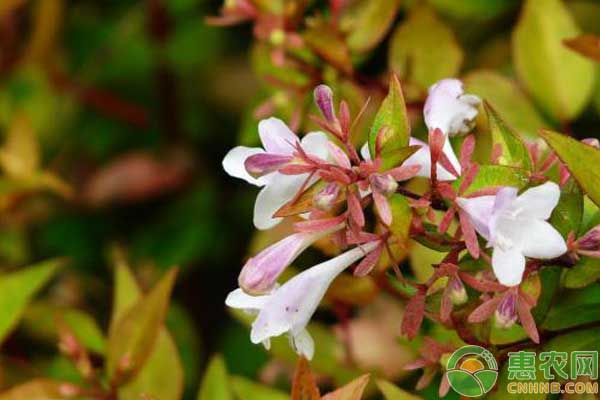 浅析火炬花、富贵草等地被植物在园林中的应用