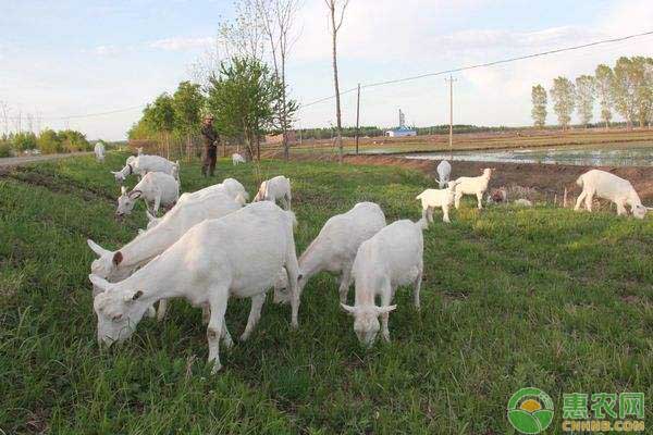 怎么快速育肥肉羊？肉羊快速育肥综合技术