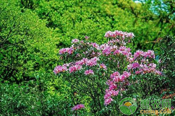 如何防治杜鹃花盆景萎蔫？杜鹃花盆景养护技巧