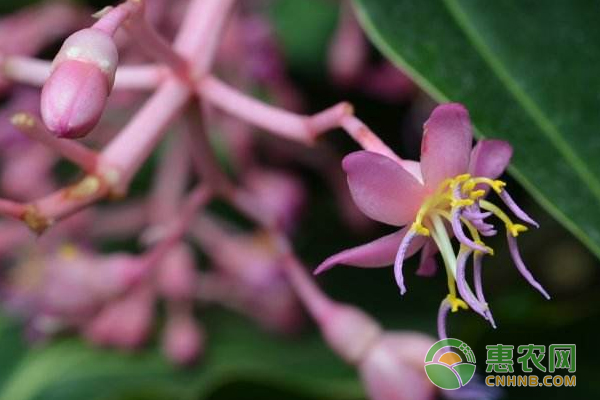 宝莲花如何繁殖？选种消毒、催芽播种、温湿度管理