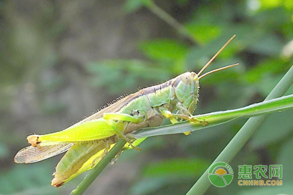 蝗虫怎么防治？蝗虫农业防治、生物防治要点讲解