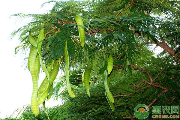 皂荚树怎么种？皂荚树的水肥管理及虫害防治措施