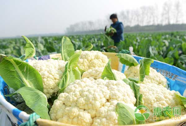 松花菜怎么种？松花菜在高温环境下栽培管理措施