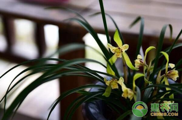 兰花养植过程中温度调节及雨天兰花养护措施