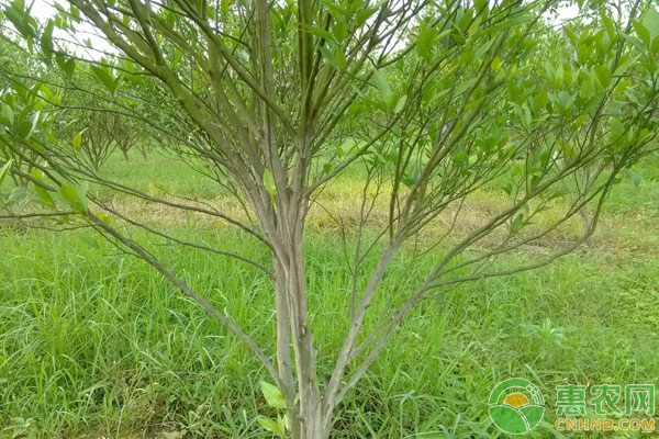 柑橘青苔发生条件