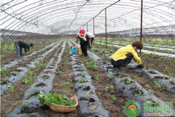 浅析设施蔬菜病虫害绿色防控技术