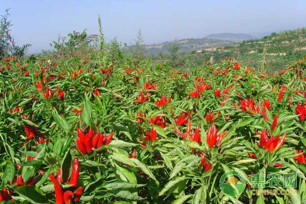 广东茂名辣椒疫病与病毒病综合防治方案