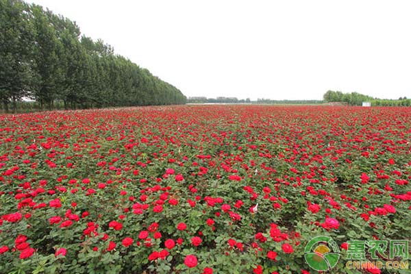 玫瑰花繁殖方法及养护管理技巧