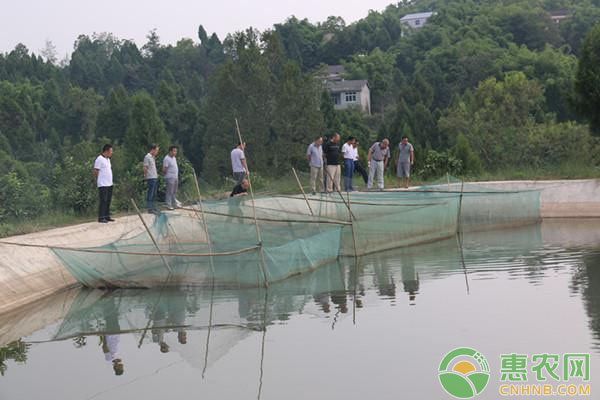 鱼塘养殖污染的原因及应对措施