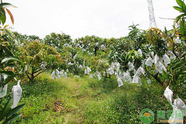 果园如何用药？果园病虫害精准化用药的前提分析