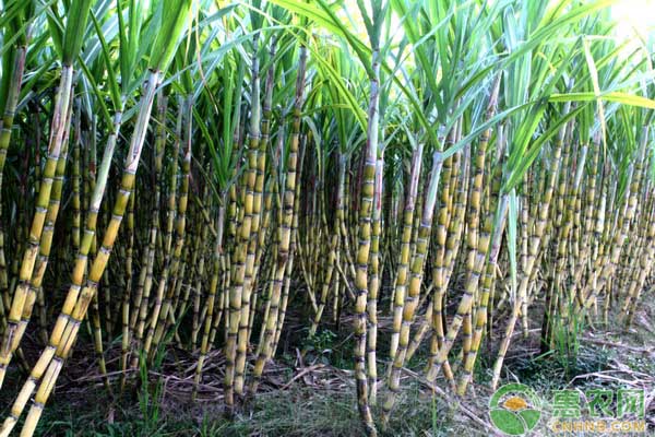 甘蔗的田间种植技术探究