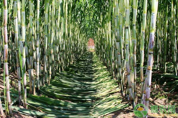 甘蔗的田间种植技术探究