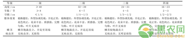 春石斛盆花分级标准