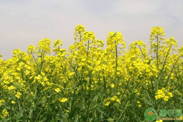 油菜菌核病、白锈病、霜霉病等常见病虫害防治措施