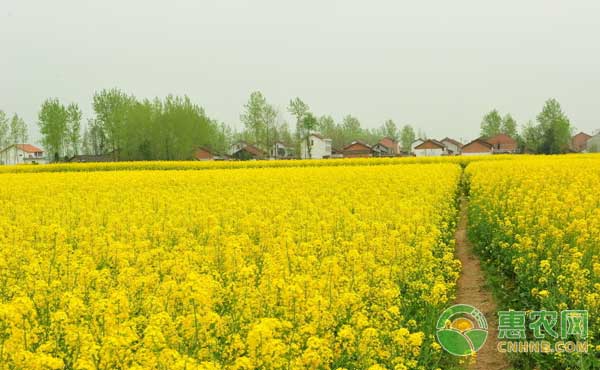 油菜菌核病、白锈病、霜霉病等常见病虫害防治措施