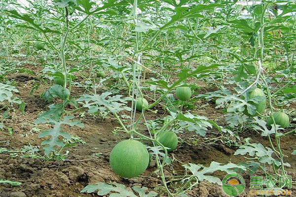 西瓜种植怎么压蔓？这样巧压蔓想高产并不难