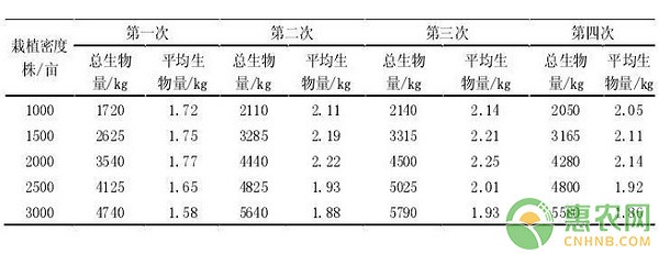 杂交构树怎么种植？杂交构树高效种植管理技术