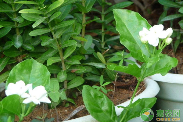 茉莉花怎么养？茉莉花的养殖方法解析