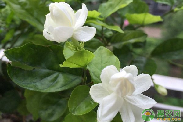 茉莉花怎么养？茉莉花的养殖方法解析