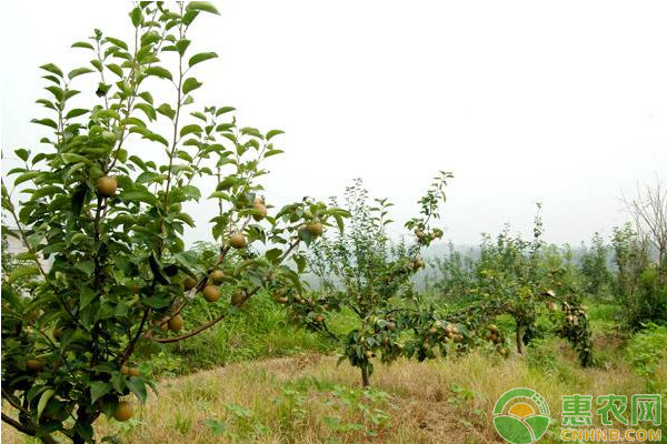 四川仪陇早熟梨标准化高产种植技术