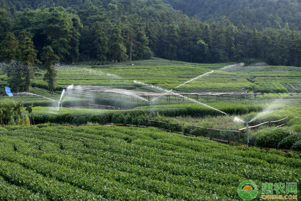 茶树怎么施肥？茶树的种植施肥管理技术详解