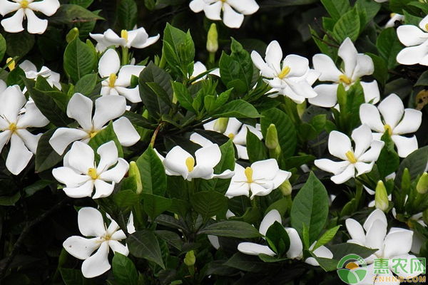 栀子花怎么栽培？栀子花栽培管理要点