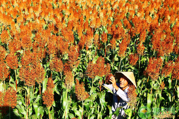 简述高粱高产种植技术（附病害防治）