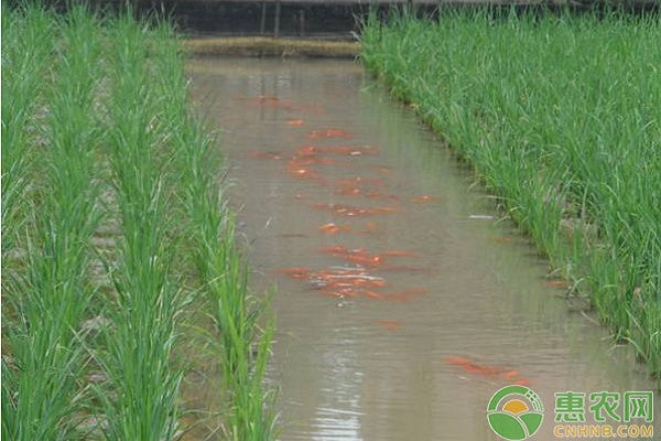 浅谈稻鱼共生系统水稻病虫害防治技术