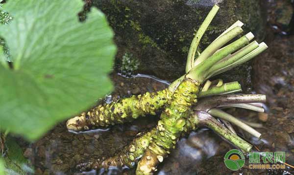 山葵怎么种种植？山葵高效种植技术