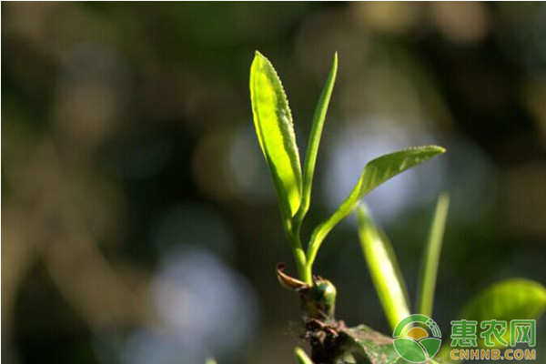 浅谈茶叶采摘技术的要点