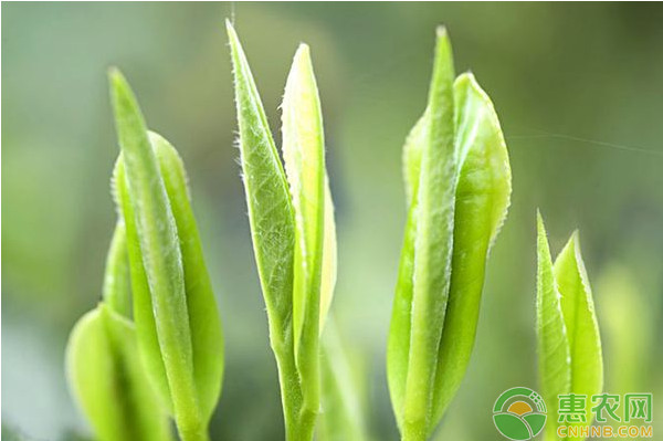 浅谈茶叶采摘技术的要点