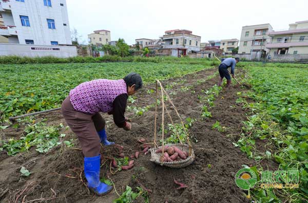 谷雨节气，设施保护地蔬菜要怎么管理？