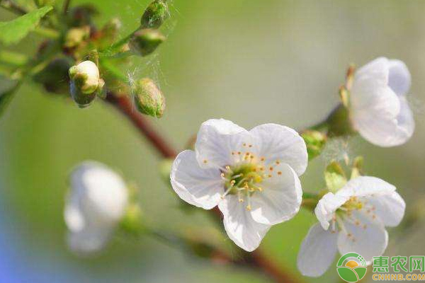 樱桃种植出现“谎花”怎么办？