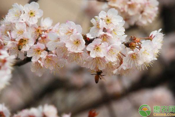 樱桃种植出现“谎花”怎么办？樱桃种植处理“谎花”技巧